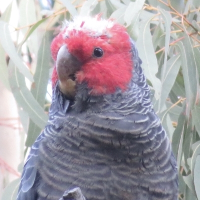 Callocephalon fimbriatum (Gang-gang Cockatoo) at Aranda Bushland - 4 Sep 2022 by RobParnell