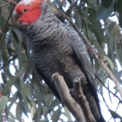 Callocephalon fimbriatum at Aranda, ACT - 4 Sep 2022