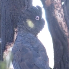 Zanda funerea (Yellow-tailed Black-Cockatoo) at Molonglo Valley, ACT - 4 Sep 2022 by RobParnell