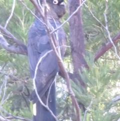 Zanda funerea at Molonglo Valley, ACT - 4 Sep 2022