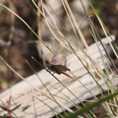 Paralucia crosbyi (Violet Copper Butterfly) at Rendezvous Creek, ACT by RAllen