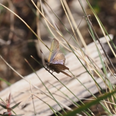 Paralucia crosbyi (Violet Copper Butterfly) at Rendezvous Creek, ACT - 31 Aug 2022 by RAllen