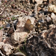 Paralucia spinifera (Bathurst or Purple Copper Butterfly) at Rendezvous Creek, ACT - 31 Aug 2022 by RAllen