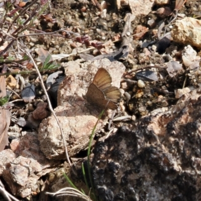 Paralucia crosbyi (Violet Copper Butterfly) at Rendezvous Creek, ACT - 31 Aug 2022 by RAllen