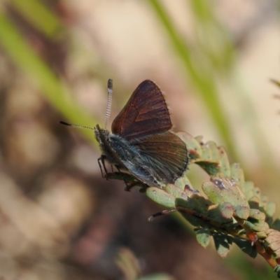 Paralucia crosbyi (Violet Copper Butterfly) at Rendezvous Creek, ACT - 31 Aug 2022 by RAllen