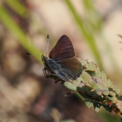 Paralucia spinifera (Bathurst or Purple Copper Butterfly) at Rendezvous Creek, ACT - 31 Aug 2022 by RAllen
