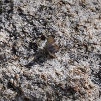 Paralucia crosbyi (Violet Copper Butterfly) at Rendezvous Creek, ACT by RAllen