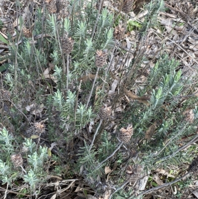 Lavandula stoechas (Spanish Lavender or Topped Lavender) at Lyneham Ridge - 3 Sep 2022 by Ned_Johnston