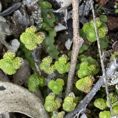 Asterella sp. (genus) (A liverwort) at Bruce, ACT - 4 Sep 2022 by Ned_Johnston