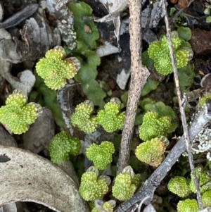 Asterella sp. (genus) at Bruce, ACT - 4 Sep 2022 01:32 PM