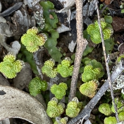 Asterella sp. (genus) (A liverwort) at Point 5815 - 4 Sep 2022 by Ned_Johnston