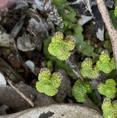 Asterella sp. (genus) at Bruce, ACT - 4 Sep 2022