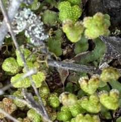 Asterella sp. (genus) at Bruce, ACT - 4 Sep 2022 01:32 PM