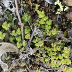 Asterella sp. (genus) at Bruce, ACT - 4 Sep 2022 01:32 PM