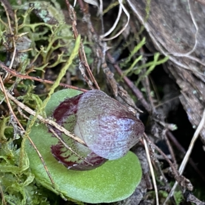 Corysanthes incurva (Slaty Helmet Orchid) by NedJohnston