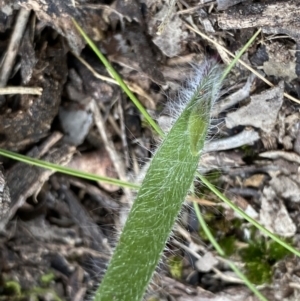 Caladenia sp. at Bruce, ACT - suppressed