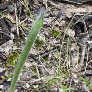 Caladenia sp. at Bruce, ACT - 4 Sep 2022