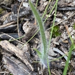 Caladenia sp. at Bruce, ACT - 4 Sep 2022