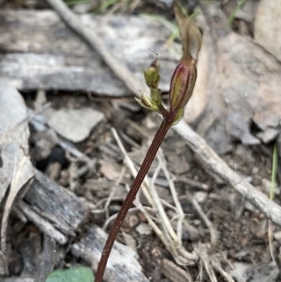 Acianthus collinus (Inland Mosquito Orchid) at Bruce, ACT - 4 Sep 2022 by Ned_Johnston