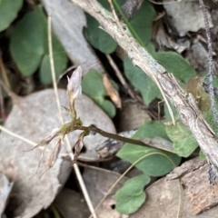 Acianthus collinus at Bruce, ACT - 4 Sep 2022