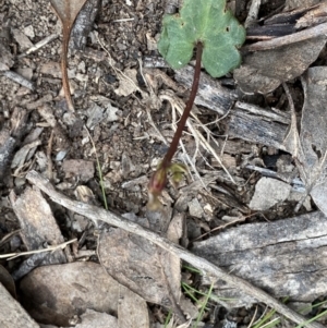 Acianthus collinus at Bruce, ACT - 4 Sep 2022