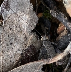 Eurepa marginipennis (Mottled bush cricket) at Bruce, ACT - 4 Sep 2022 by NedJohnston