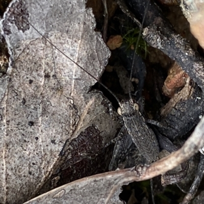 Eurepa marginipennis (Mottled bush cricket) at Black Mountain - 4 Sep 2022 by Ned_Johnston