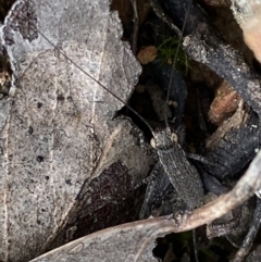 Eurepa marginipennis (Mottled bush cricket) at Point 5815 - 4 Sep 2022 by Ned_Johnston