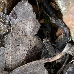 Eurepa marginipennis at Bruce, ACT - 4 Sep 2022