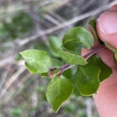 Unidentified Other Shrub at Black Mountain - 4 Sep 2022 by Ned_Johnston