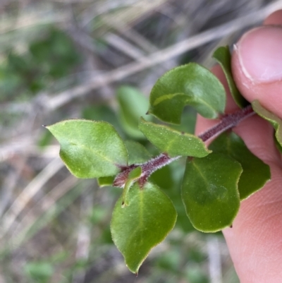Persoonia (genus) at Acton, ACT - 4 Sep 2022 by NedJohnston