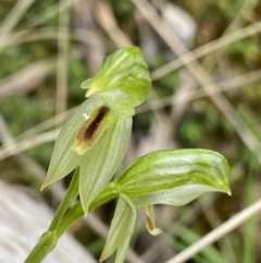 Bunochilus umbrinus (Broad-sepaled Leafy Greenhood) at Black Mountain - 4 Sep 2022 by Ned_Johnston