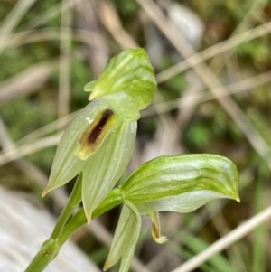 Bunochilus umbrinus (ACT) = Pterostylis umbrina (NSW) at suppressed - 4 Sep 2022