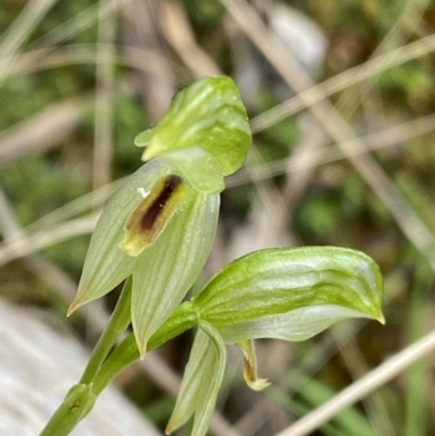 Bunochilus umbrinus (ACT) = Pterostylis umbrina (NSW) (Broad-sepaled Leafy Greenhood) by NedJohnston