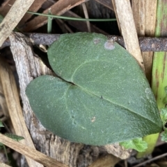 Acianthus sp. (Mayflower Orchid) at Acton, ACT - 4 Sep 2022 by NedJohnston