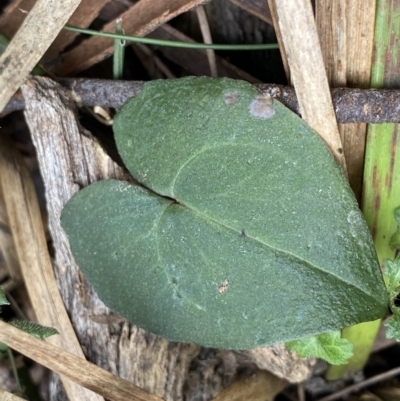 Acianthus sp. (Mayflower Orchid) at Acton, ACT - 4 Sep 2022 by NedJohnston