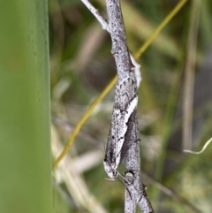 Philobota stella (A concealer moth) at Black Mountain - 4 Sep 2022 by Ned_Johnston