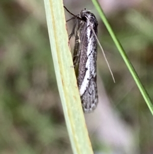 Philobota stella at Acton, ACT - 4 Sep 2022 11:37 AM