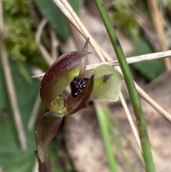 Chiloglottis trapeziformis (Diamond Ant Orchid) at Acton, ACT - 4 Sep 2022 by Ned_Johnston