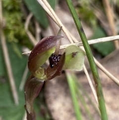 Chiloglottis trapeziformis (Diamond Ant Orchid) at Acton, ACT - 4 Sep 2022 by NedJohnston