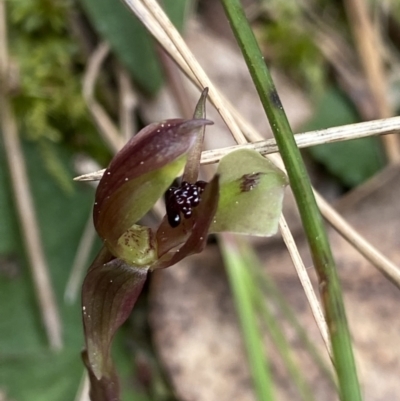 Chiloglottis trapeziformis (Diamond Ant Orchid) at Black Mountain - 4 Sep 2022 by Ned_Johnston