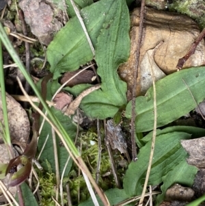 Chiloglottis trapeziformis at Acton, ACT - suppressed