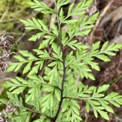 Cheilanthes austrotenuifolia (Rock Fern) at Black Mountain - 4 Sep 2022 by Ned_Johnston