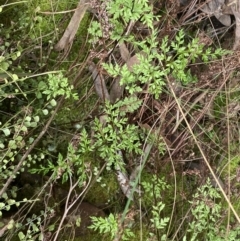 Cheilanthes austrotenuifolia at Acton, ACT - 4 Sep 2022 11:23 AM