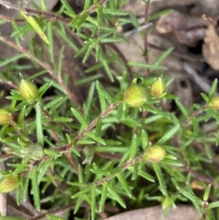 Hibbertia calycina (Lesser Guinea-flower) at Acton, ACT - 4 Sep 2022 by Ned_Johnston