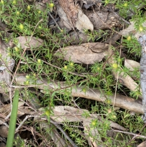 Hibbertia calycina at Acton, ACT - 4 Sep 2022