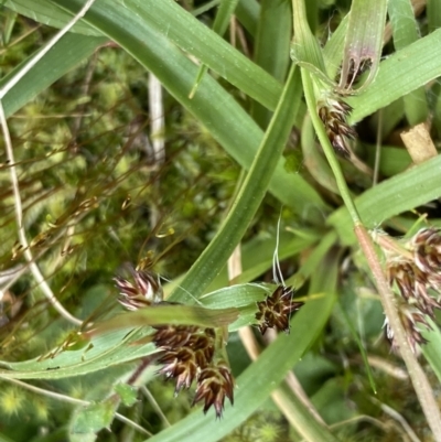 Luzula densiflora (Dense Wood-rush) at Black Mountain - 4 Sep 2022 by Ned_Johnston