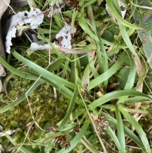 Luzula densiflora at Acton, ACT - 4 Sep 2022