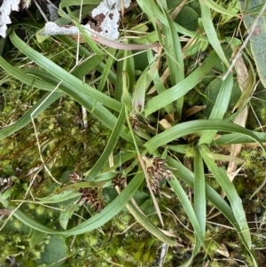 Luzula densiflora at Acton, ACT - 4 Sep 2022 11:10 AM