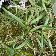 Luzula densiflora at Acton, ACT - 4 Sep 2022